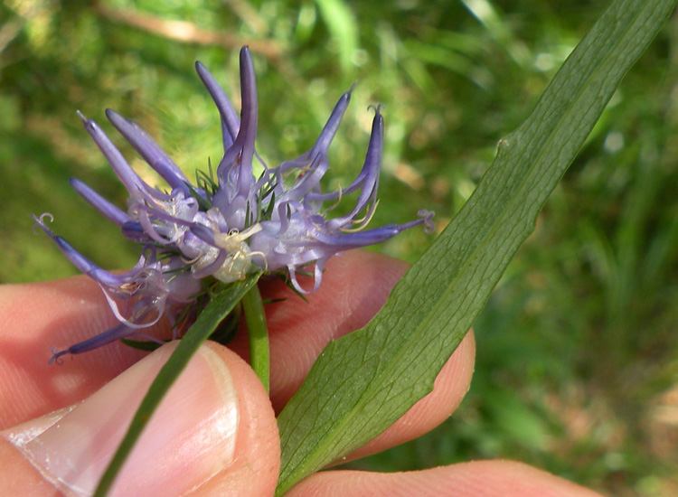 Phyteuma scheuchzeri / Raponzolo di Scheuchzer
